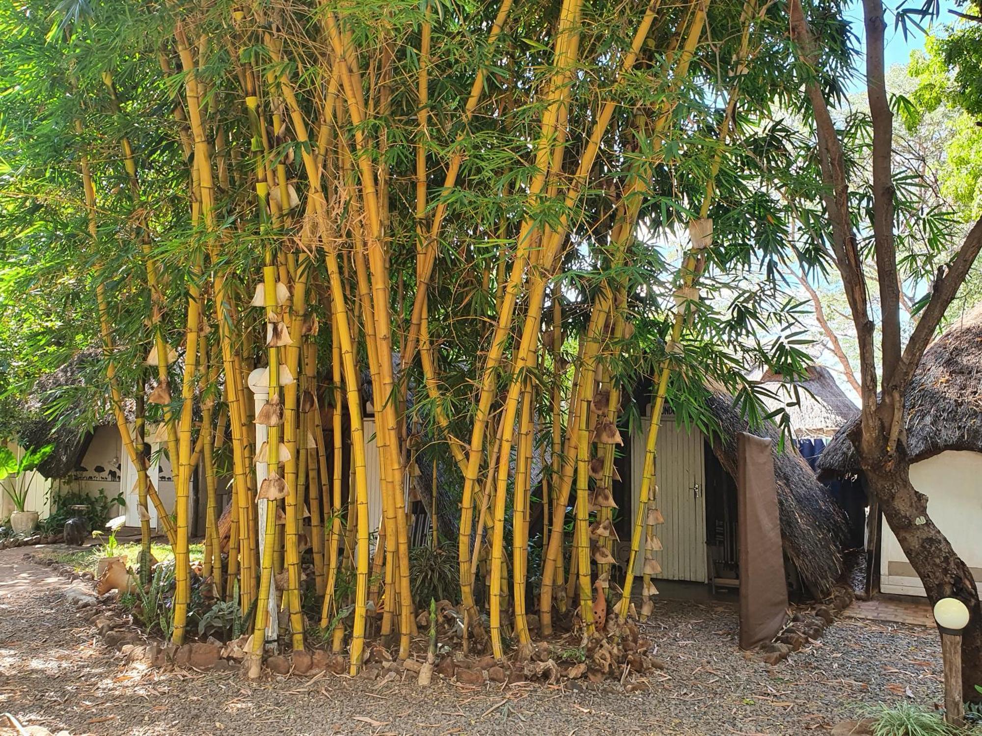 维多利亚大瀑布背包客小屋 维多利亚瀑布 外观 照片